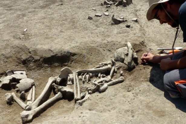 Escavações revelam cemitério neolítico na França