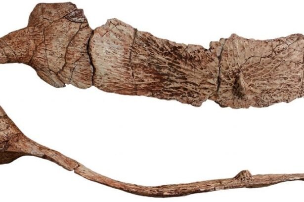 Esse “primo” do crocodilo era uma das criaturas mais temidas do Triássico