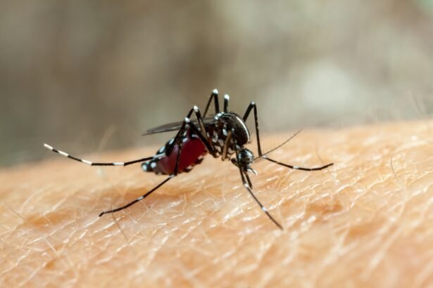 Vacinação contra a dengue em SP começará pelas escolas, diz Prefeitura; veja público-alvo