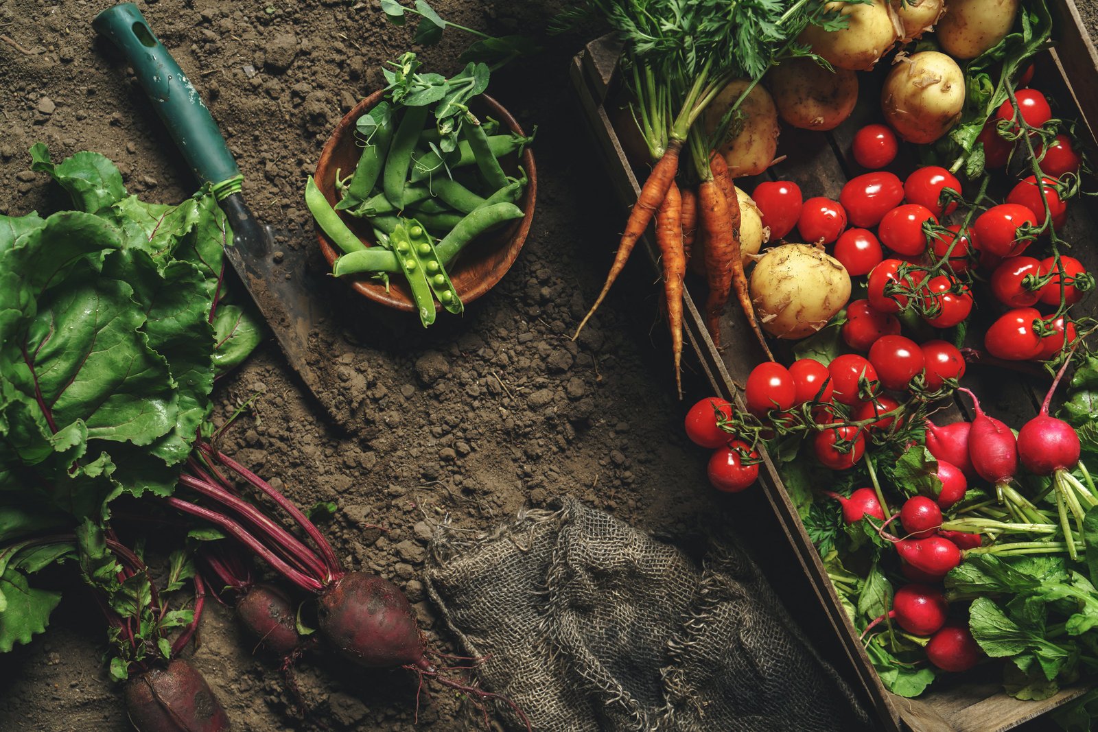 Fresh vegetables, potato, radish, tomato, carrot, beetroot in wooden box on ground on farm at sunset. Freshly bunch harvest. Healthy organic food, agriculture, top view