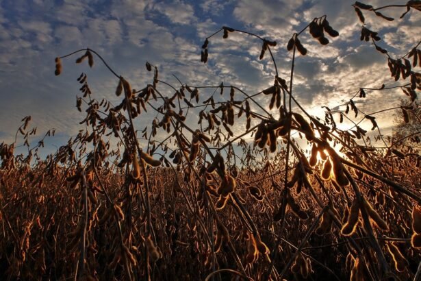 AgroGalaxy consegue waiver de credores de CRA