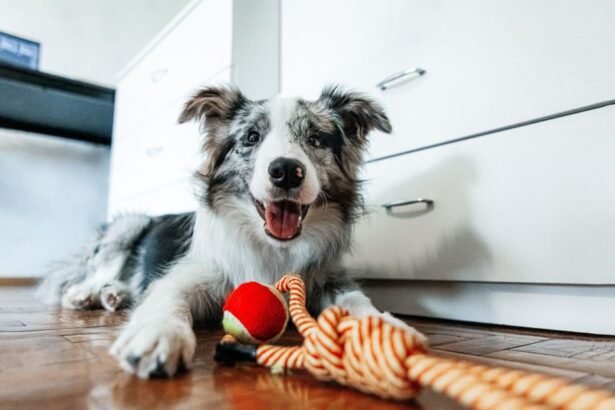 Cachorros conseguem ligar palavras a objetos, diz pesquisa