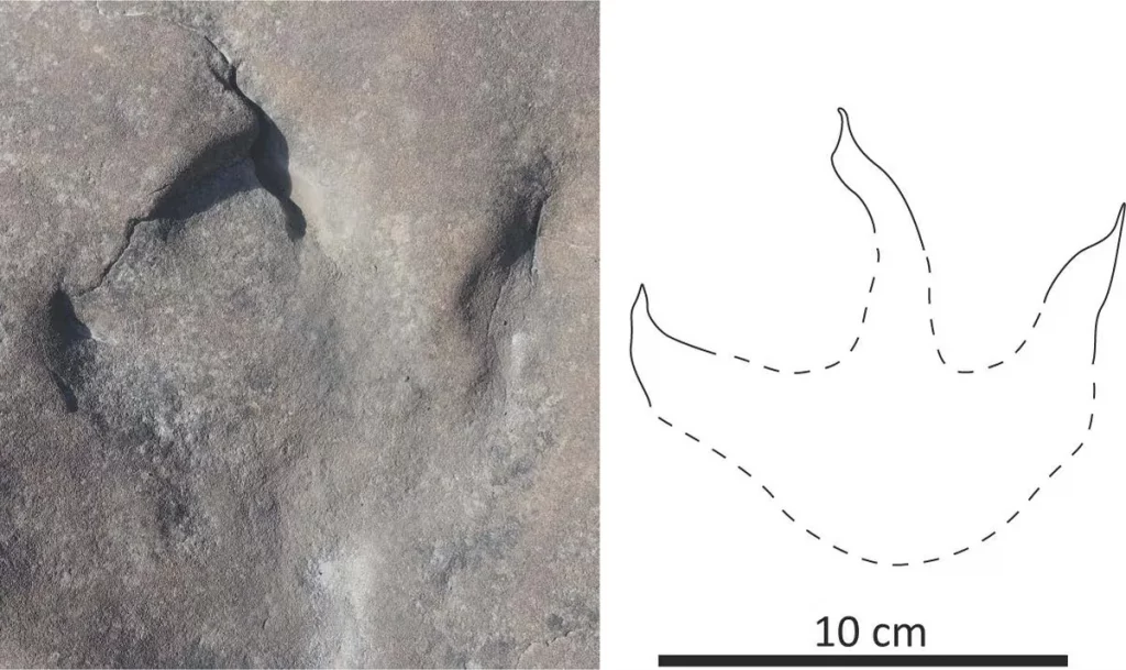 Pegadas deixadas por um dinossauro teropóde (Crédito: Fiorillo et al., Geosciences 2024.)
