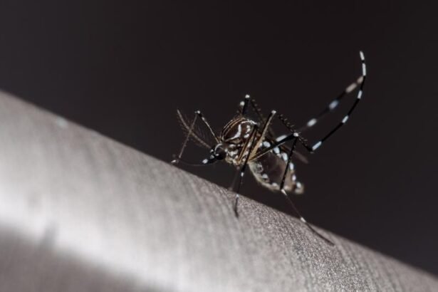 Resende confirma mais uma morte por dengue em 2024