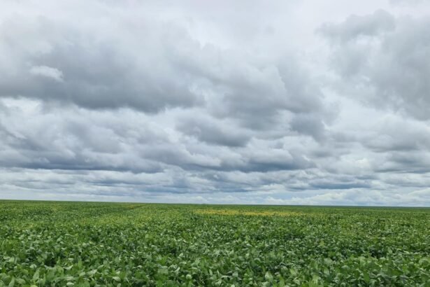 USDA reduz estimativa para colheita de soja na Argentina | Agronegócios