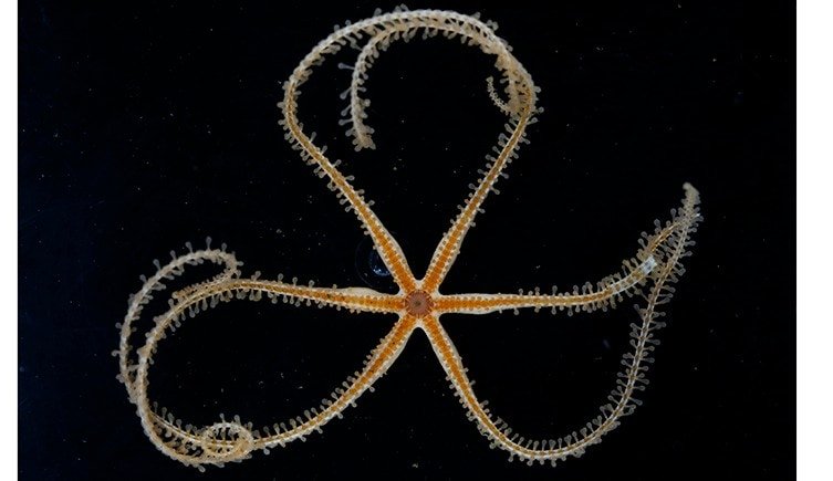 Algumas das estrelas do mar que vivem na região possuem membros que parecem chicotes (Crédito: © #NHMDeepSea Group, Museu de História Natural, Reino Unido)