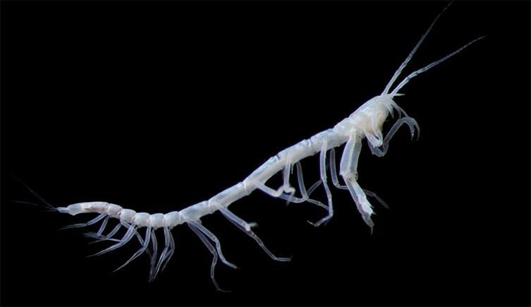 Um tanaid quase semelhante a um verme, que é um grupo de crustáceos que vivem no fundo do mar (Crédito: © #NHMDeepSea Group, Museu de História Natural, Reino Unido)