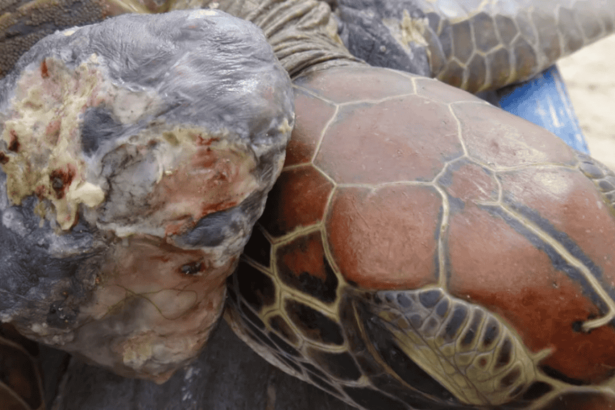 Tartarugas estão ficando mais doentes por causa da poluição