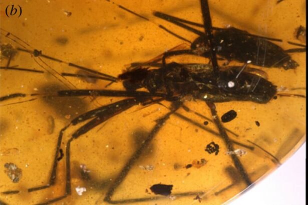 Casal de mosquitos copulando. O inseto menor, nas costas do maior, é o macho (Crédito: NIGPAS)