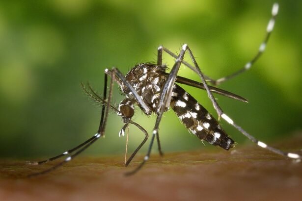 Aedes aegypti, o mosquito transmissor da dengue — Foto: EBC
