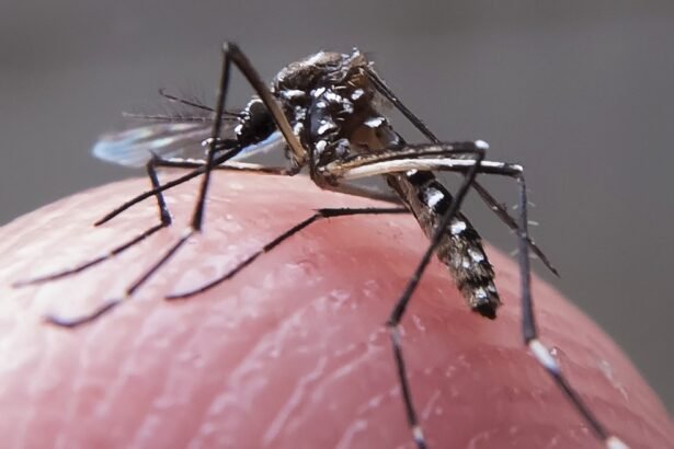 Aedes aegypti; zika; dengue — Foto: Rafael Neddermeyer / Fotos Públicas