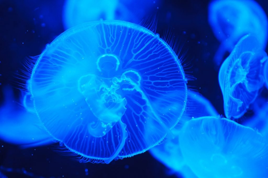 Águas-vivas são animais sem parceiro que podem se reproduzir sozinnhas