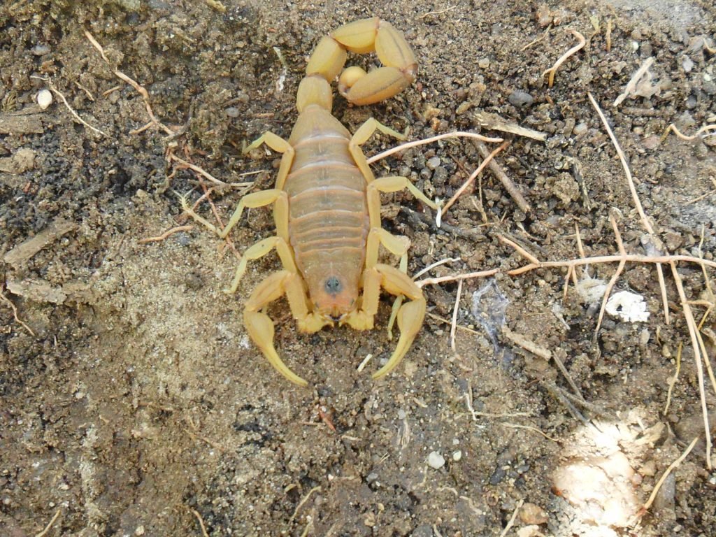 Escorpião amarelo, um dos animais que se reproduzem sem parceiro