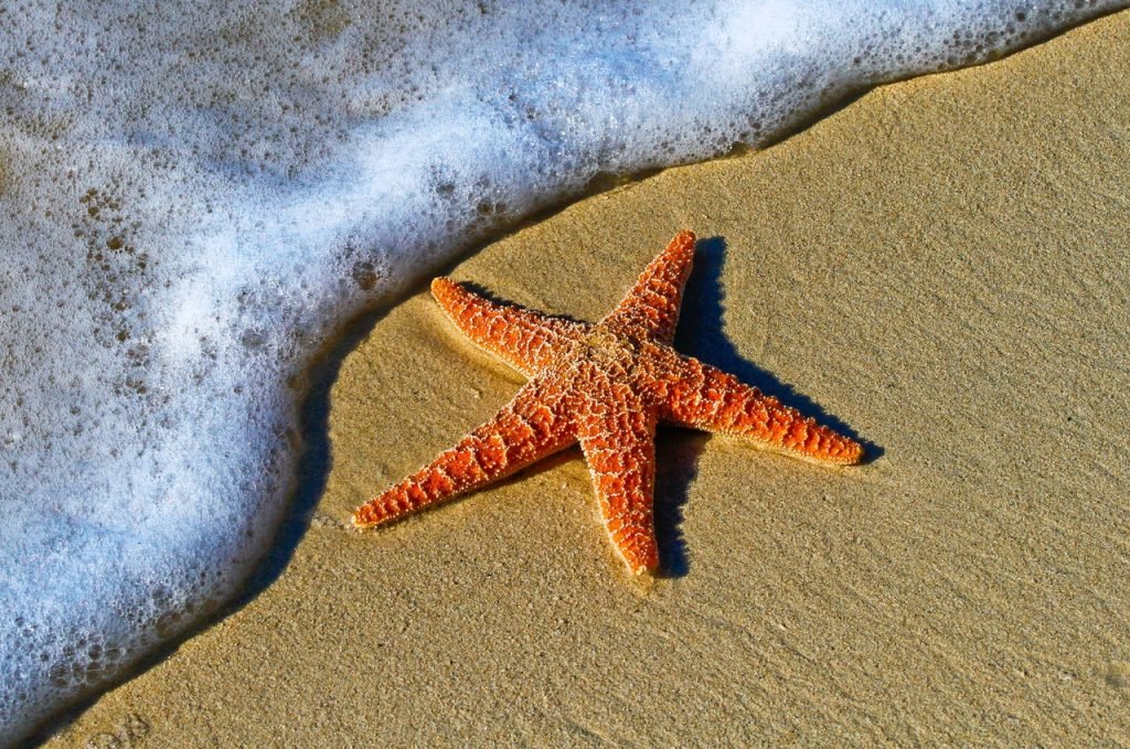 A estrela-do-mar é um dos animais sem parceiro que pode se reproduzir
