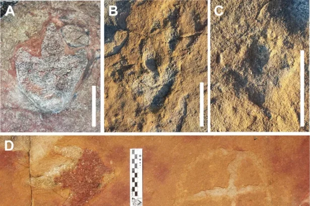 Pegadas de dinossauros e pinturas rupestres: como a descoberta revela o passado do Brasil?