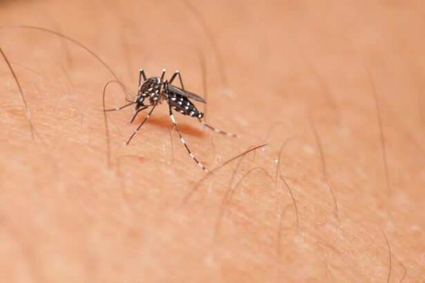 Entenda os diferentes tipos, categorias e funções de repelentes que podem combater a transmissão da dengue – iStock/Getty Images