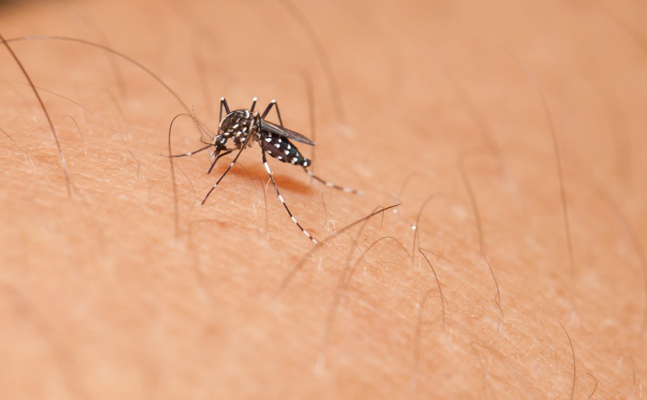 Entenda os diferentes tipos, categorias e funções de repelentes que podem combater a transmissão da dengue – iStock/Getty Images