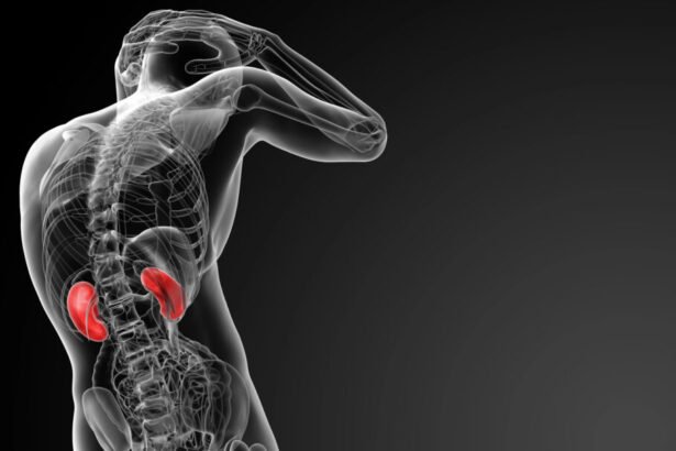 Hábitos comuns da nossa rotina podem colocar em risco a saúde dos rins