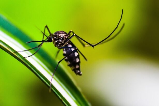 Aedes aegypti, mosquito transmissor da dengue — Foto: Pixabay