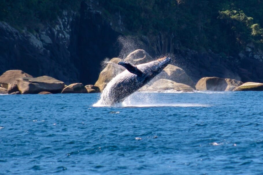 Baleia jubarte vista nadando próximo à costa de Ilhabela, no litoral norte de SP