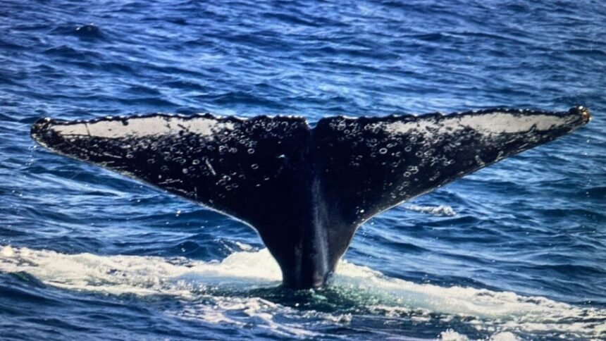 A temporada oficial de avistamento das gigantes do mar geralmente vai de maio a agosto