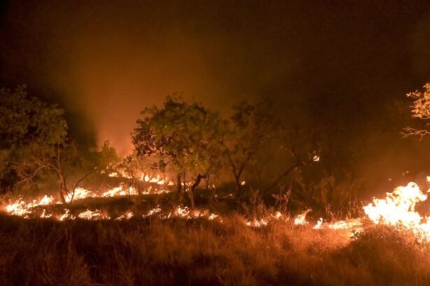 Amazônia: incêndio em área de floresta madura cresceu 152% em 2023