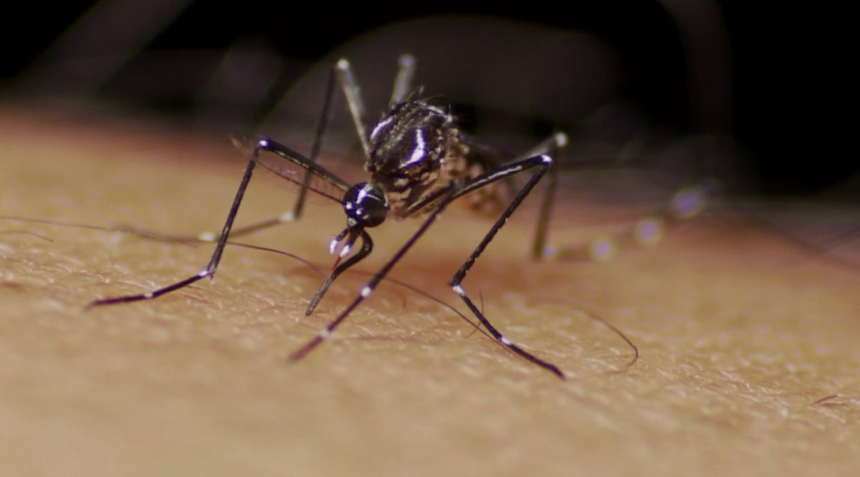 Americana confirma segunda morte por dengue em 2024; região de Campinas chega a 27