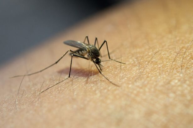 Brasil bate recorde de mortes por dengue; são mais de três milhões de casos
