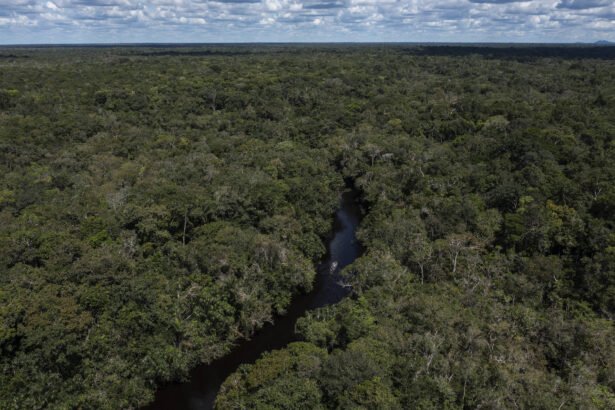 Brasil reduziu em 36% a perda de florestas em 2023 - 04/04/2024 - Ambiente