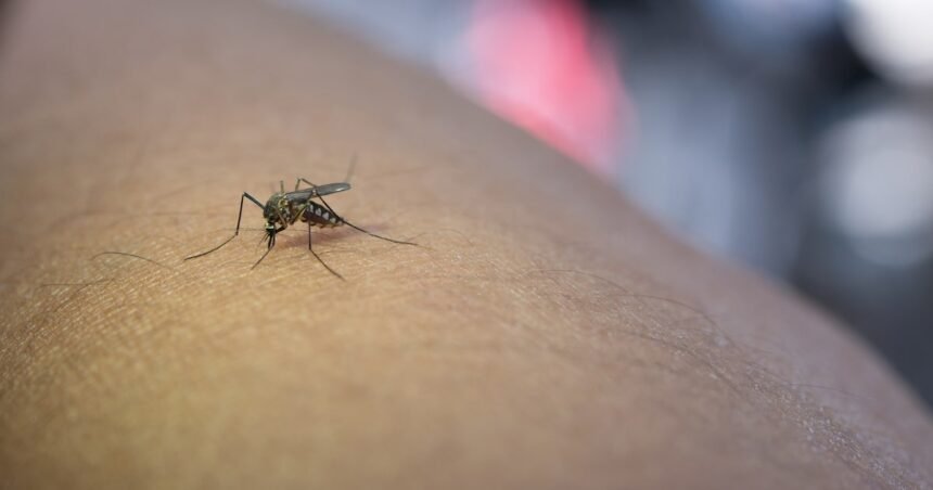 Brasil registra 1.116 óbitos por dengue em 2024 e bate recorde de mortes pela doença