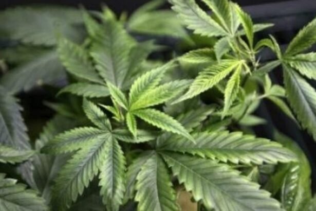 Cannabis medicinal: como é a importação no Brasil hoje?