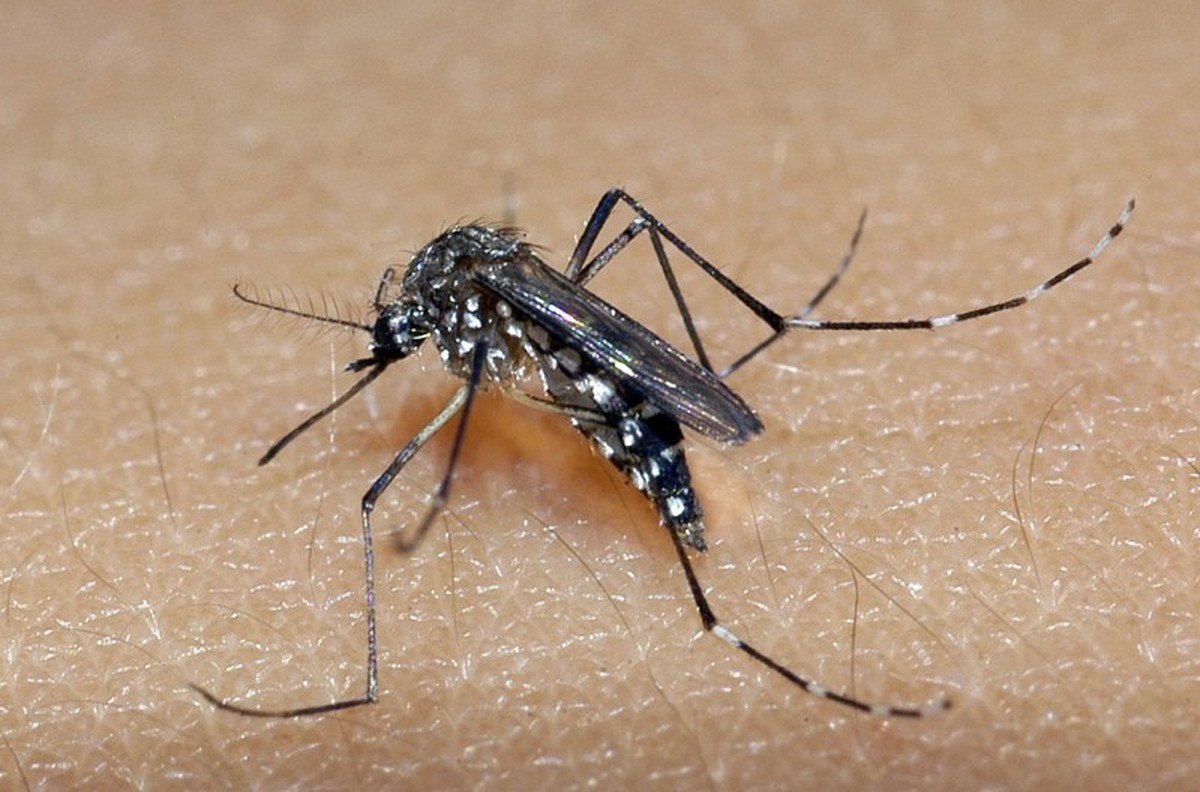 Cidade de SP registra 33 mortes por dengue em 2024; número de casos já ultrapassa 105 mil; veja distritos mais afetados