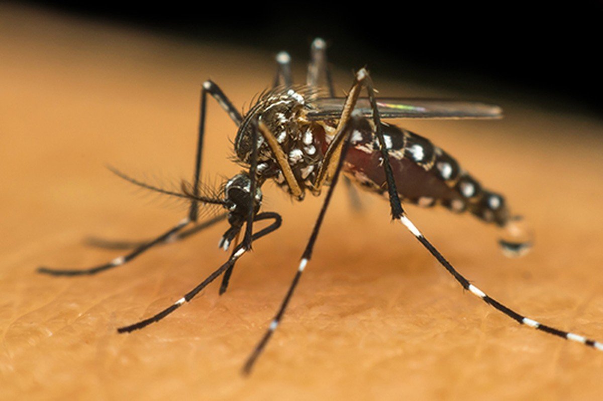 Dengue: Espírito Santo Pinhal confirma 3ª morte e região chega a 16 óbitos pela doença em 2024