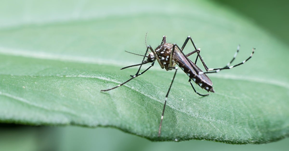 Dengue: número de casos já é o dobro em relação ao registrado no ano passado