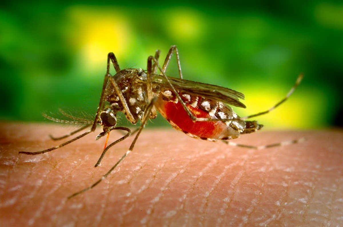 Estado de SP registra mais de 600 mil casos confirmados e 305 mortes por dengue em 2024