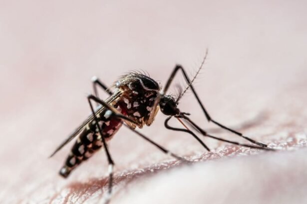 Estado de São Paulo ultrapassa 200 mortes por dengue em 2024