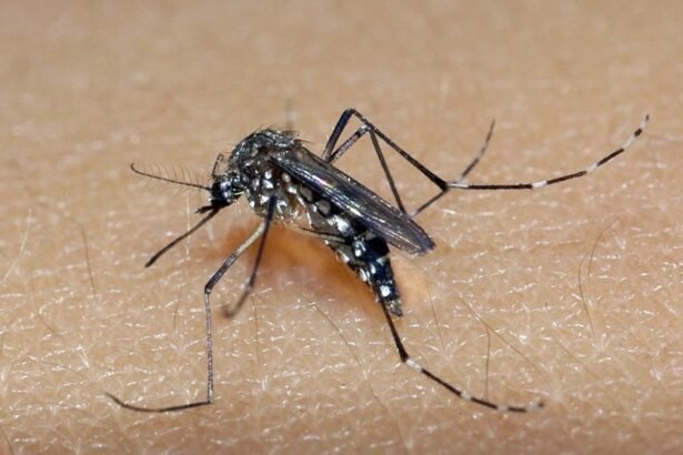 Idosa é sétima vítima da dengue em Marília; total de mortes pela doença chega a 29 no centro-oeste de SP