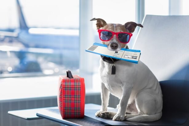Nova companhia aérea aposta alto em voos de US$ 6 mil para cães