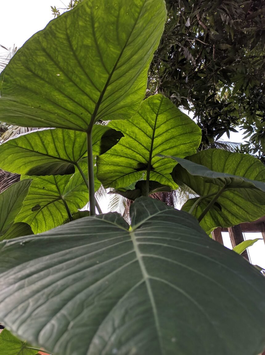 (Não usar após 20/12/2024. Consulte Fotografia) - Folhas de taioba, foto tirada de baixo pra cima.. Foto: Wanderly/Adobe Stock